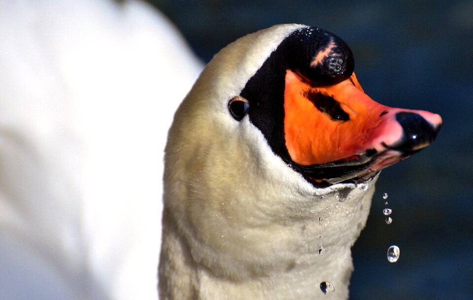 Plumage white beautiful