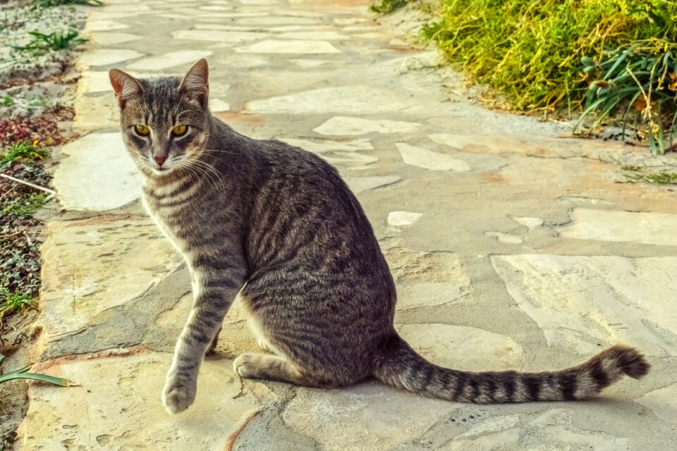 Animal looking curious photo