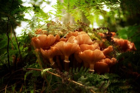 Autumn mushroom picking tree fungus photo