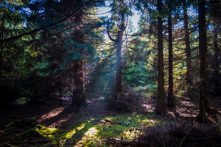 Sun rays nature photo