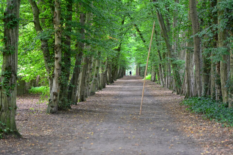 Walk landscape green