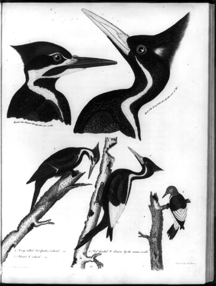 Five types of woodpecker LCCN2006691944