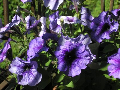 Plant purple flowers flowers on the balcony