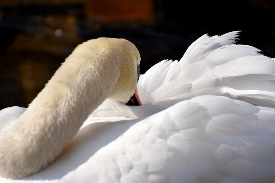 Plumage white beautiful