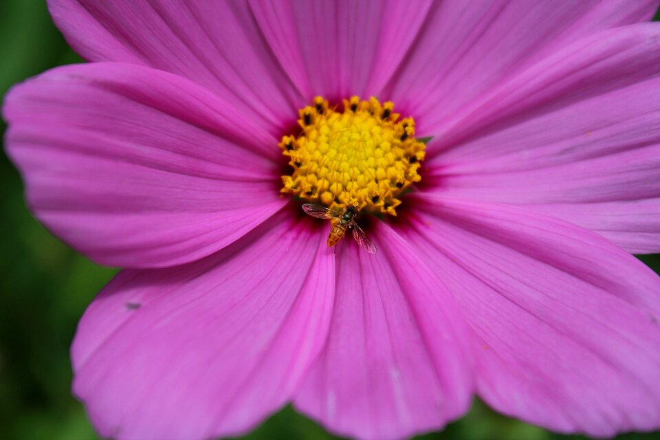 Summer petal wasp