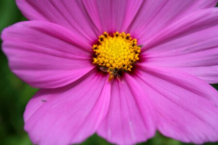 Summer petal wasp photo