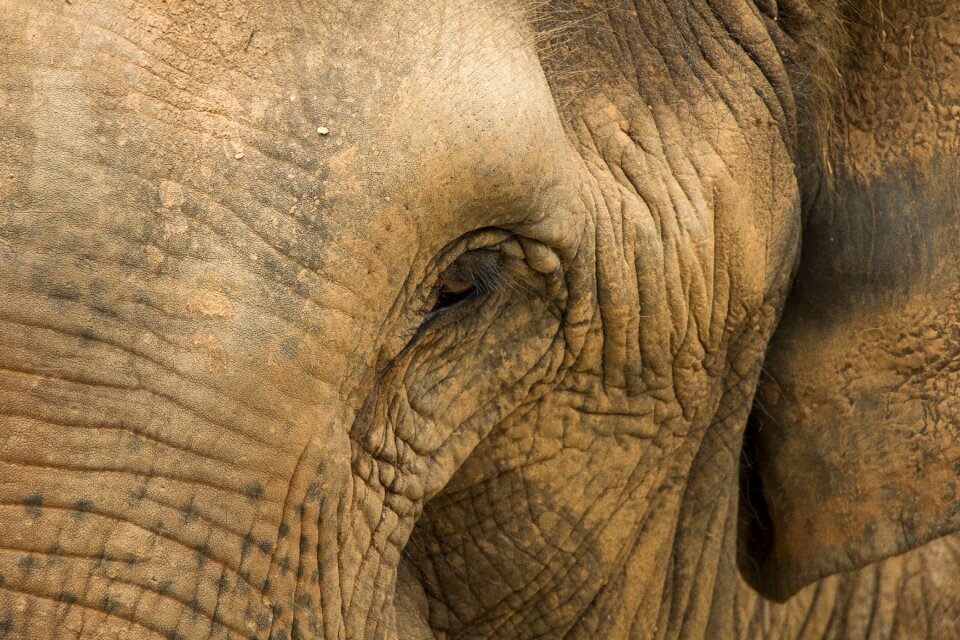 Animal africa the national park