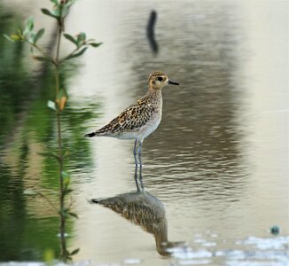 Marsh outdoors animal