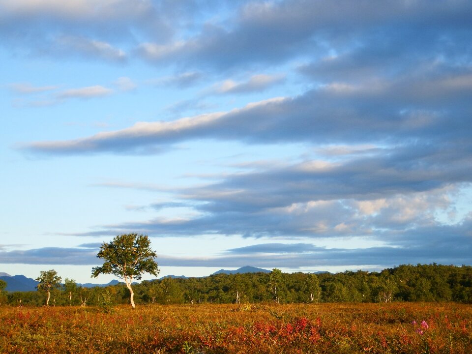 The bushes fall colors landscape