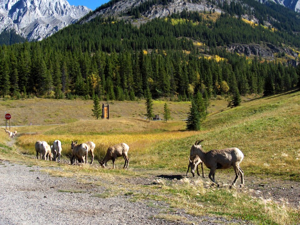 Landscape snow mountain sheep