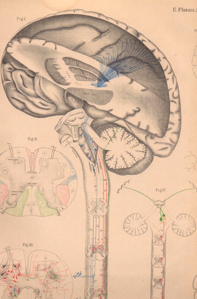 Flatau atlas plate1