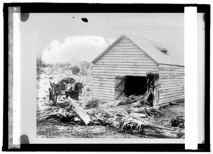 Flax industry, a flax mill, New Zealand LCCN2016822001