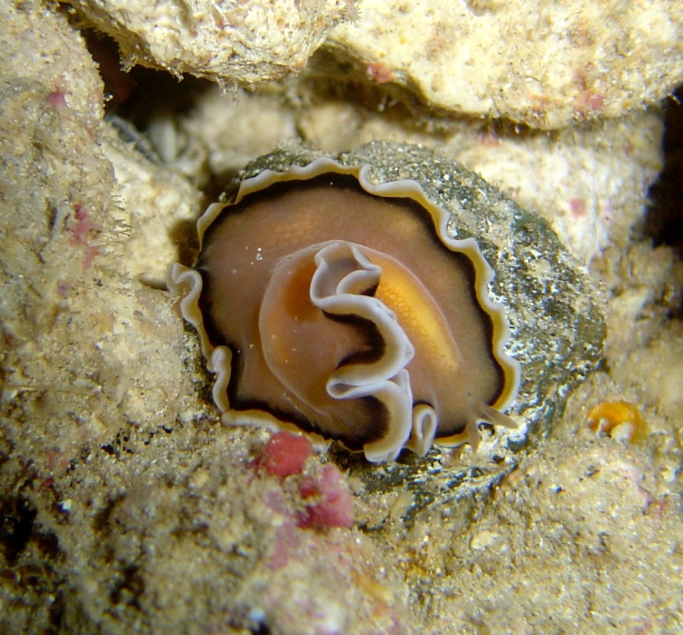 Flatworm, possibly Pseudobiceros sp (reef099437836)