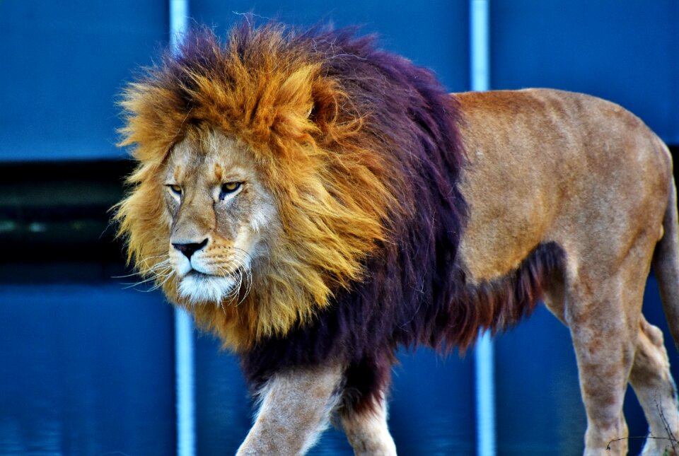 Lion's mane mane cat