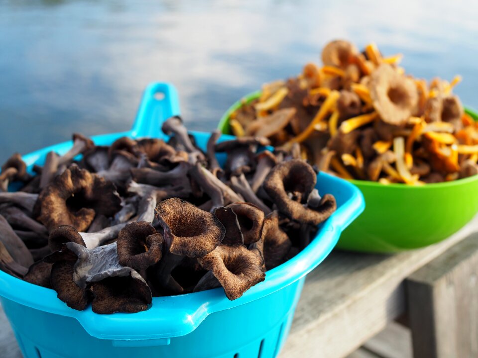 Mushroom funnel chanterelles black trumpet mushrooms