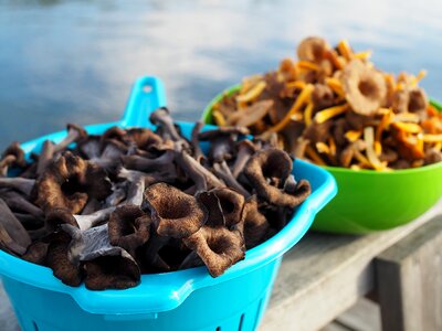 Mushroom funnel chanterelles black trumpet mushrooms