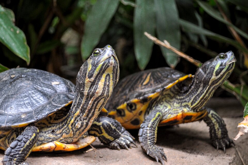 Reptile on the water armored