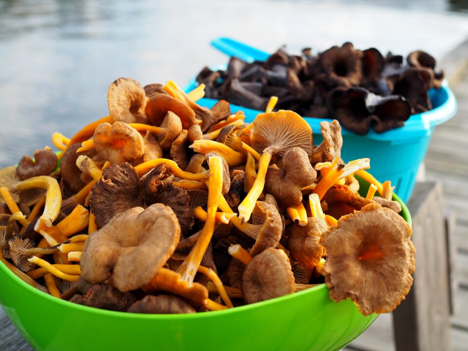 Mushroom funnel chanterelles black trumpet mushrooms