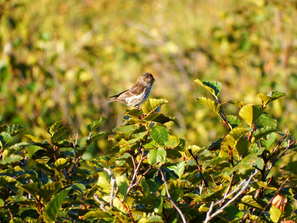 The bushes awakening nature
