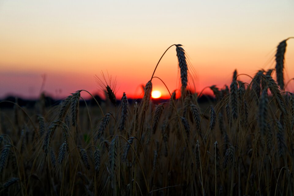 Cereals sunlight landscape