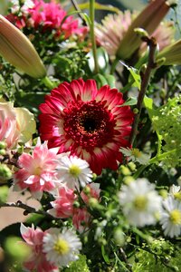 Flowers red nice