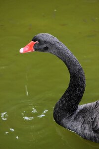 Black bird animal nature photo