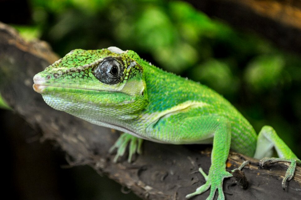 Animal close up terrarium