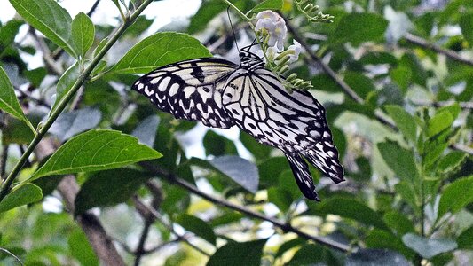White bohol philippines