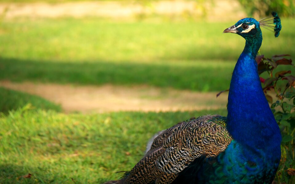 Peacock color park
