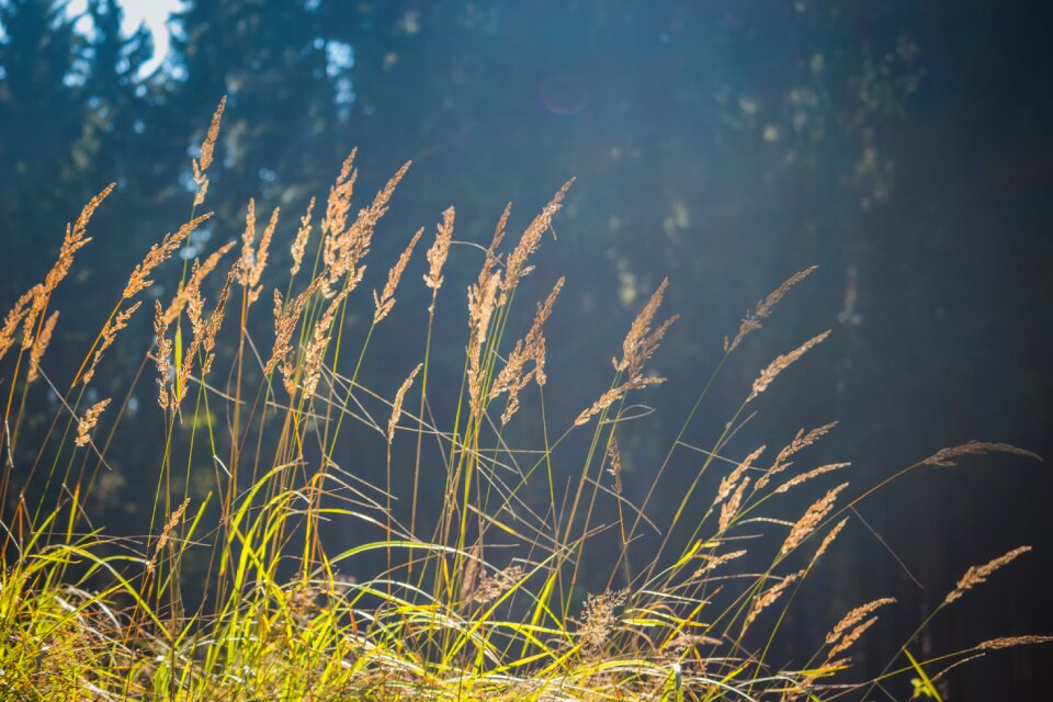 Fog sun nature