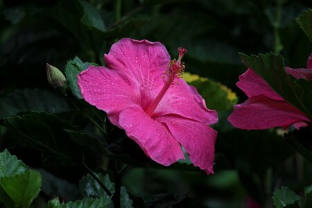 Hibiscus pink hibiscus plant