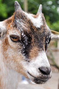 Billy goat animal livestock photo