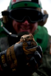 Flickr - Official U.S. Navy Imagery - A Sailor rescues an owl on USS Carl Vinson