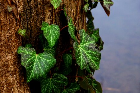 Plant nature winter