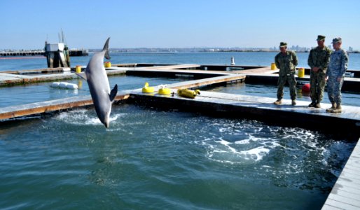 Flickr - Official U.S. Navy Imagery - Chairman of Joint Chiefs of Staff visits the U.S. Navy Marine Mammal Program.