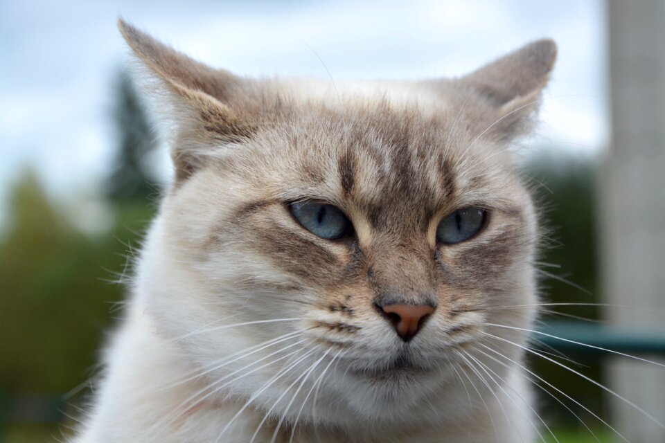 Pussy female feline