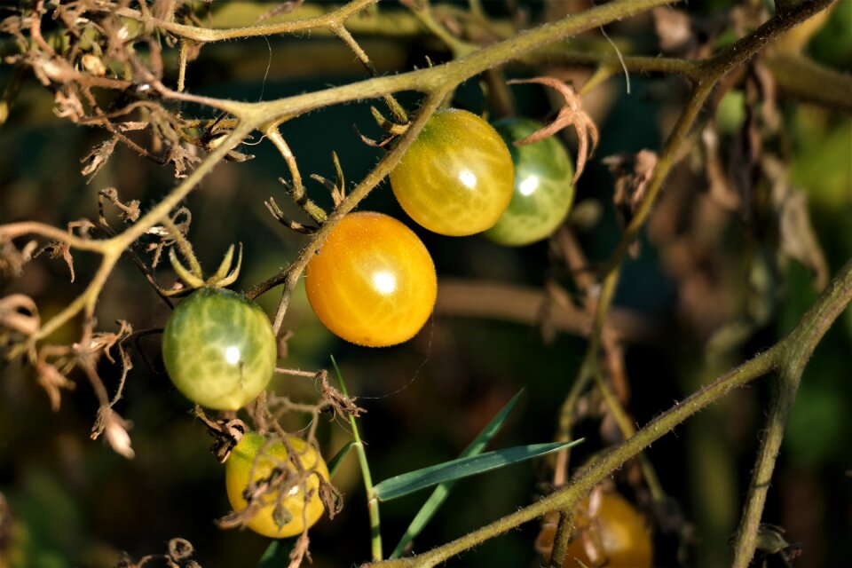 Yellow garden healthy