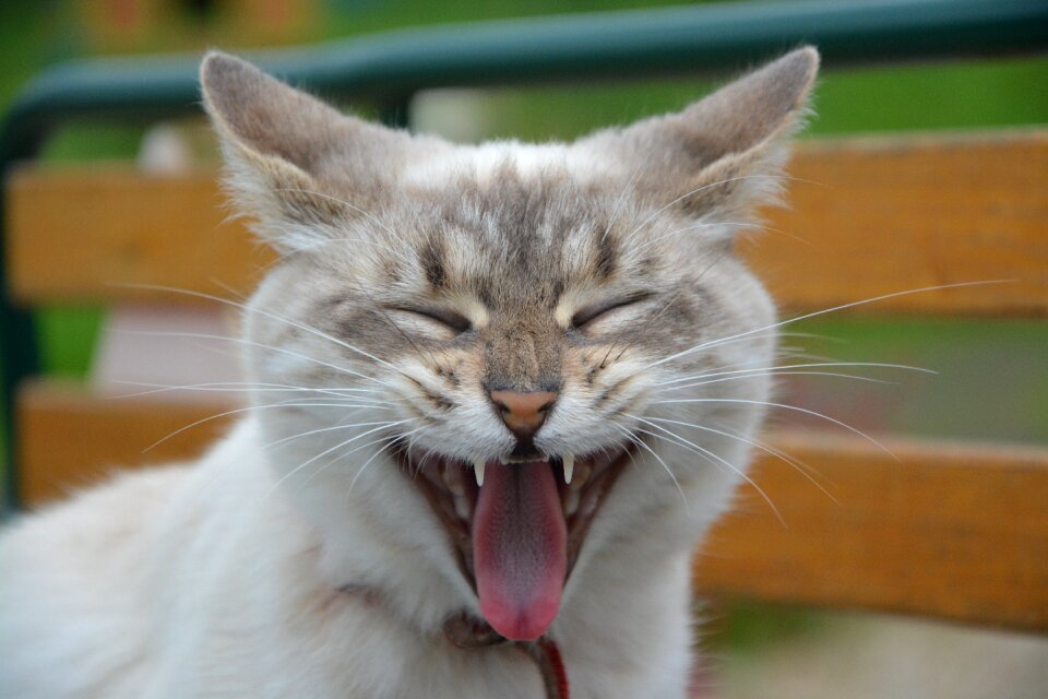 Language chat ears cat domestic animal