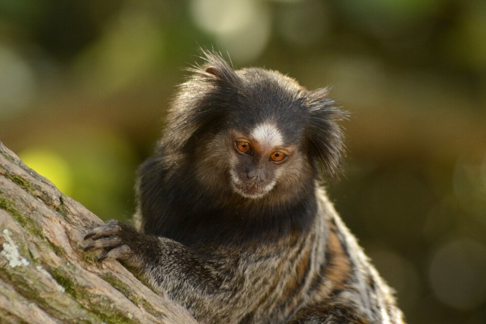 Forest mico marmoset