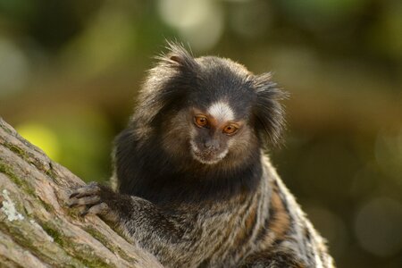 Forest mico marmoset