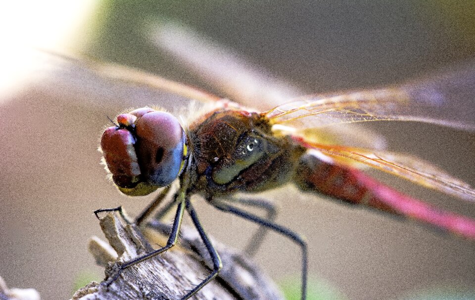 Insect animalia nature