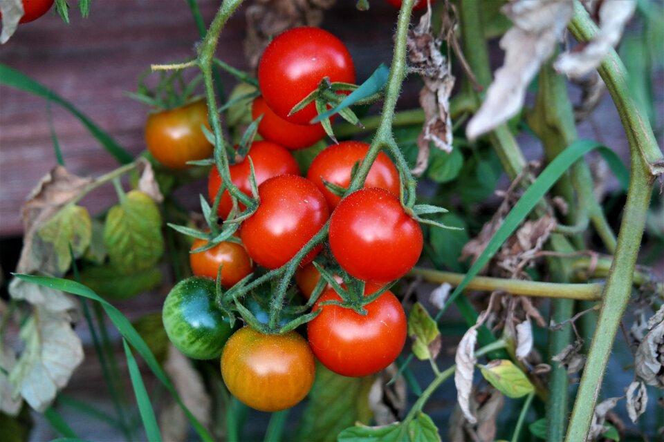 Garden healthy plant