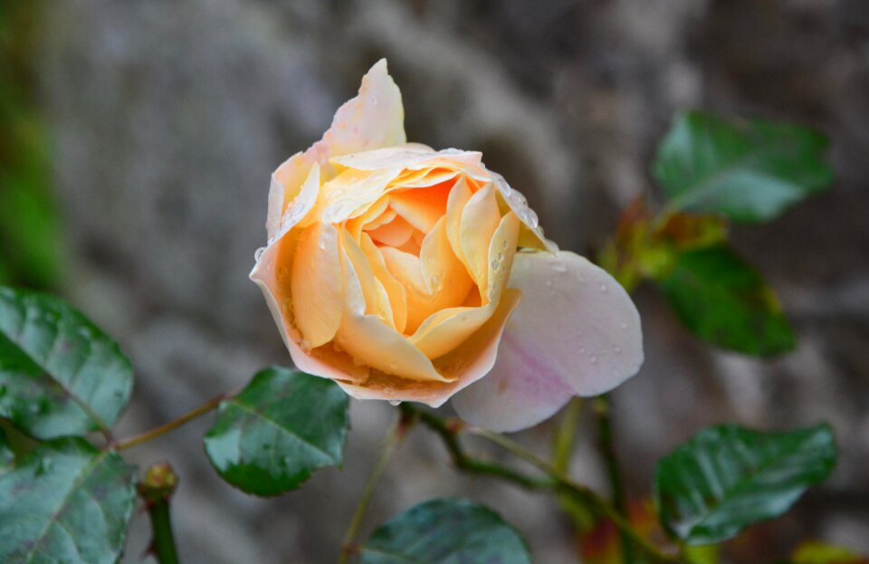 Flower bicolor pink plants flowering