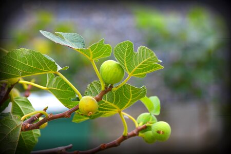 Tree branch nature photo