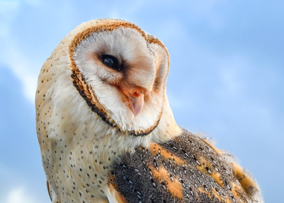 Animal fauna closeup