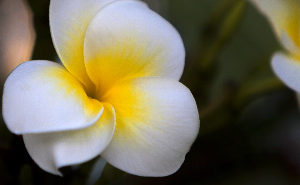 White flower plant spring
