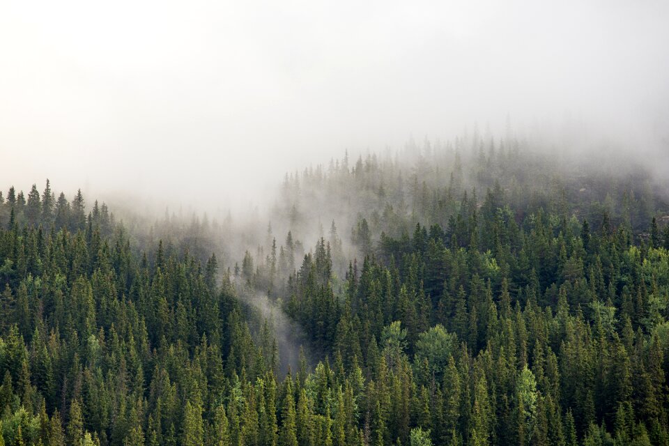 Plant mountain fog