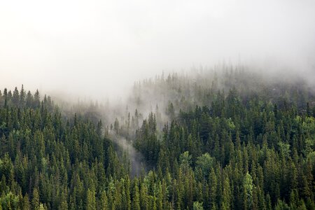 Plant mountain fog photo