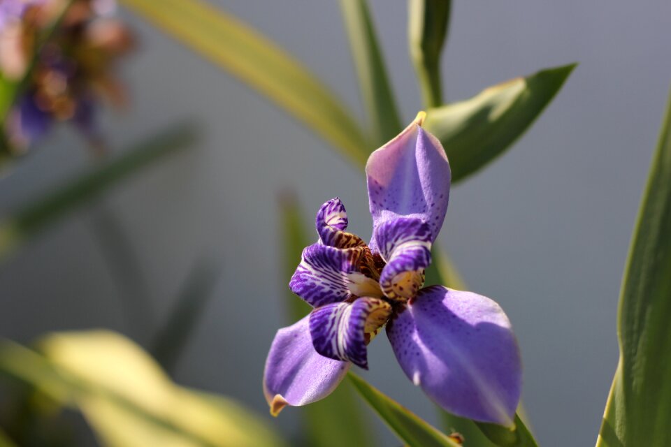 Spring blooming color