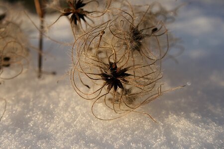 Winter frost snow